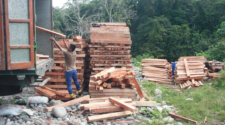 Kayu balsa diangkut ke truk