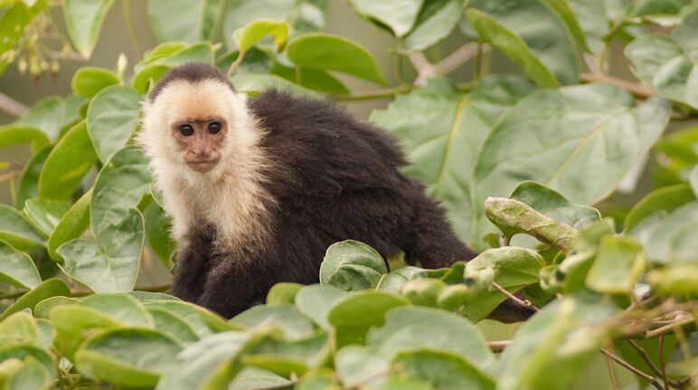 Kera Capuchin (Cebus capucinus) duduk di pohon