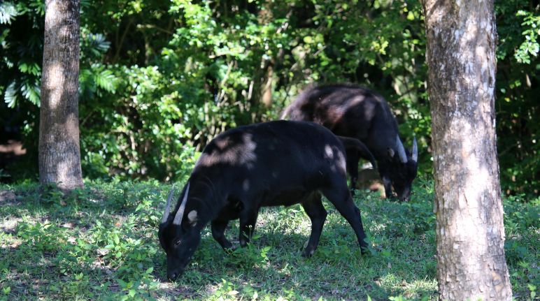 Yang terakhir dari jenisnya: Anoa adalah sapi terkecil di dunia Anoa, sapi kerdil dari Sulawesi