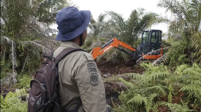 Pembukaan lahan baru secara ilegal di kawasan gambut Rawa Tripa Laki-laki pakai ransel memonitor exkavator diantara kelapa sawit dan pakis