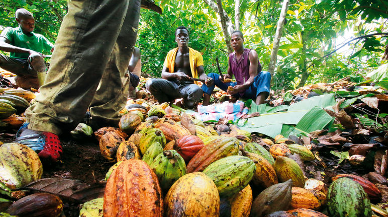 buruh-buruh di perkebunan kakao