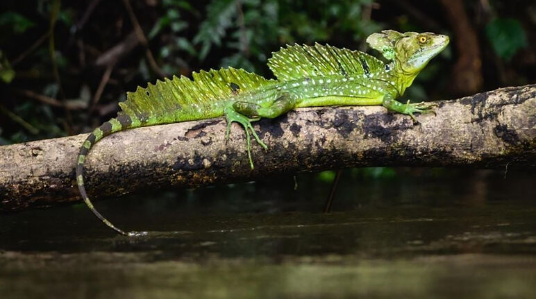 Iguana in cagar biosfer Indio Maiz di Nicaragua