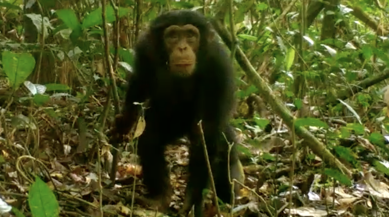 Simpanse di Taman Nasional Grebo Krahn, Liberia