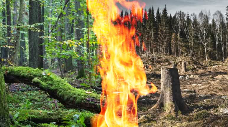 Membakar masal pohon dan hutan di pembangkit listrik bukanlah klima netral dan ramah lingkungan kolase bioenergi
