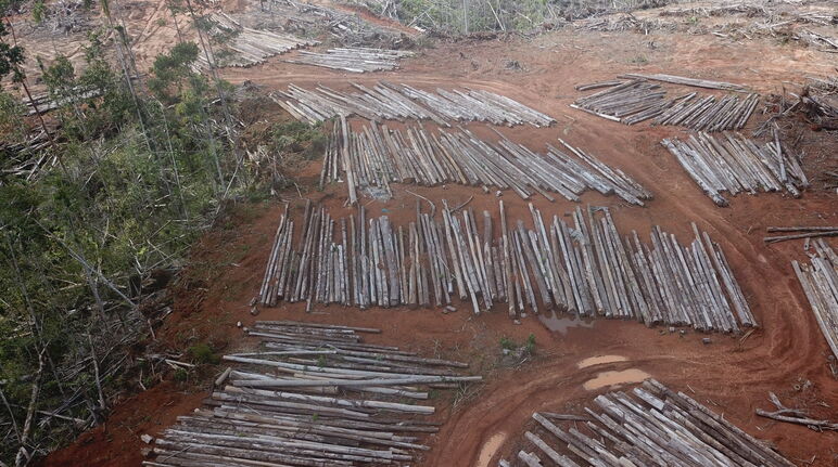 Pengundulan hutan di Boven Digoel oleh PT Digoel Agri