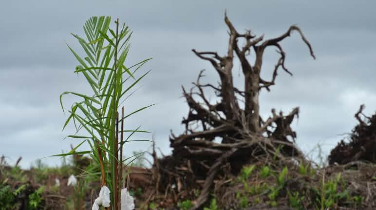 Hutan rawa gambut dibuka demi perkebunan kelapa sawit Hutan gambut di Sarawak digundulkan dan dikonversi