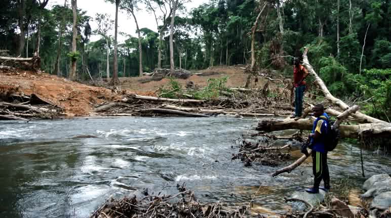 Jalan-jalan yang dulunya susah masuk ke hutan sering jadi awal perusakan berskala besar Pembukaan hutan di Nigeria untuk jalan yang direncanakan