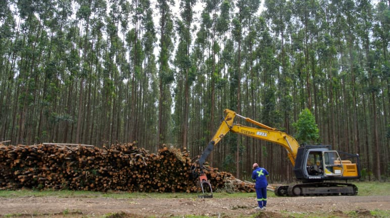 Perkebunan eukaliptus di Afrika Selatan