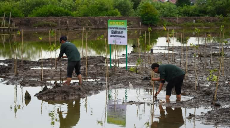 Hutan bakau adalah kehidupan kami, memberikan perlindungan dan harapan. Kami melakukan reboisasi di rawa Paya Nie Dua laki-laki menanam bibit pohon bakau di rawa Paya Nie