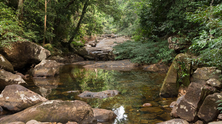 Anak sungai dengan batu besar di hutan hujan