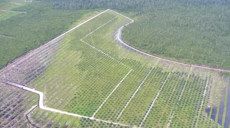 Kenyataan: Perkebunan sawit daripada hutan hujan di Kalimantan HGU di Kalimantan