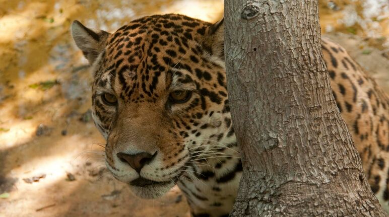 Seekor jaguar bersembunyi di belakang pohon