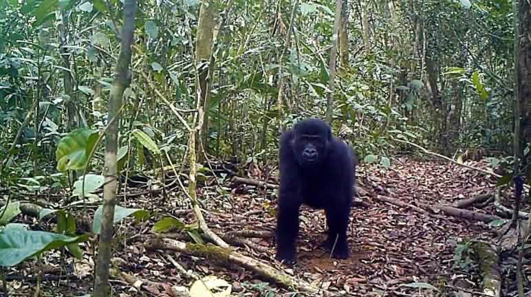 Hutan Ebo di Kamerun adalah habitat gorila dan simpanse dan banyak spesies endemik lainnya Gorila di hutan Ebo, Kamerun