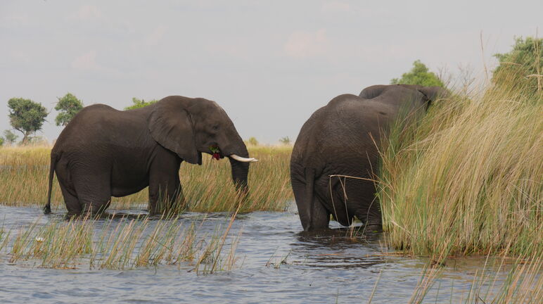 Gajah-gajah di delta Okavango, Botswana