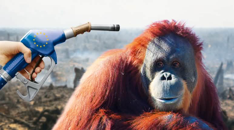 Sekitar 60 % konsumsi minyak sawit negara-negara Uni Eropa dipakai sebagai biofuel kendaraan dan bahan bakar pembangkit listrik. Biodiesel montase foto
