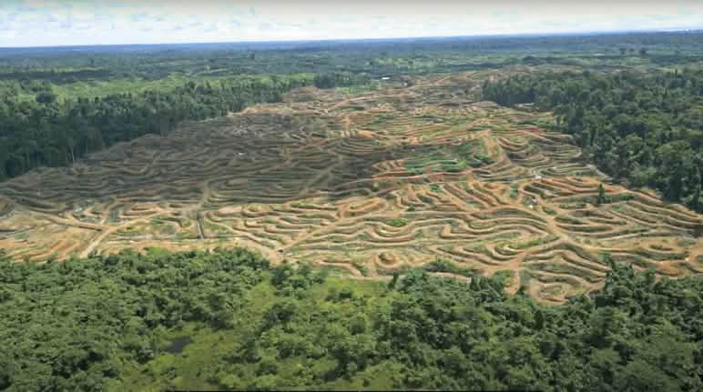 Pembukaan hutan untuk kelapa sawit di Sorong Foto drone penebangan hutan untuk minyak sawit di Sorong, Papua Barat