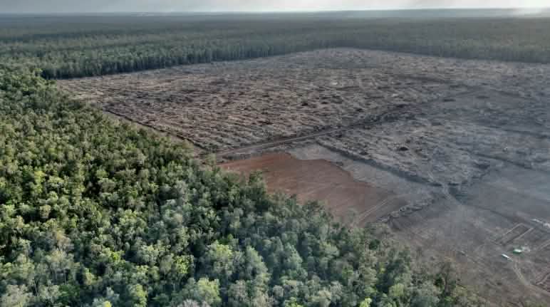 Pengundulan hutan hujan telah mulai. Kehidupan alam dan manusia Merauke mulai diganti dengan gula dan etanol Foto drone pengundulan hutan