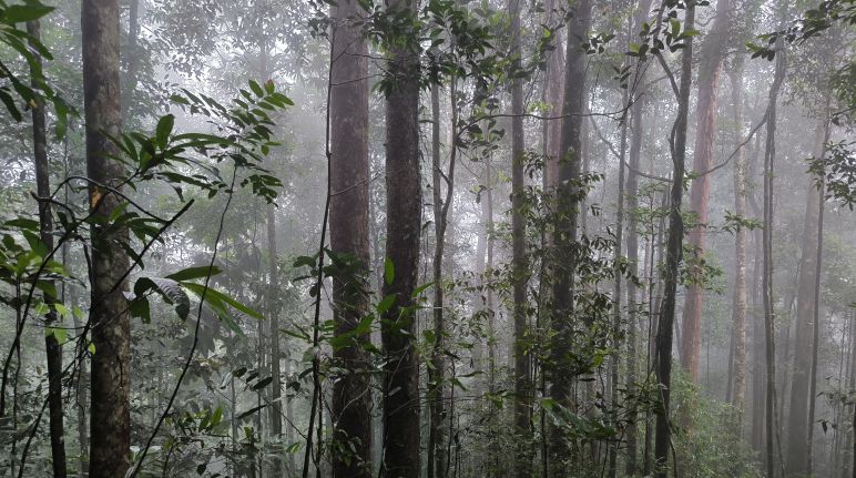 Tutupan hutan megah dengan tegakkan-tegakan beragam jenis kayu endemik, suara deru gemericik, air sungai berlahan nampak terdengar dan suara-suara beragam hewan semakin ramai Hutan di Gunung Sebayan