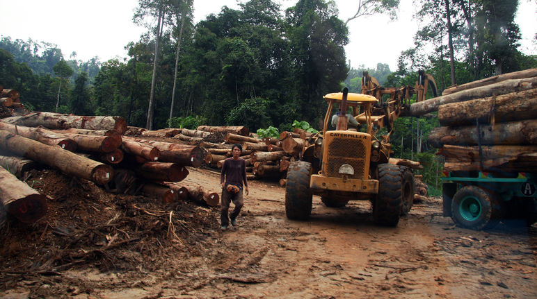 Penebangan kayu di Malaysia: Sebuah traktor pengeruk mengangkat gelondongan pohon yang dimuat ke atas truk