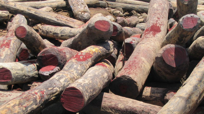 Gelondong kayu Rosewood yang ditebang ilegal di Madagaskar