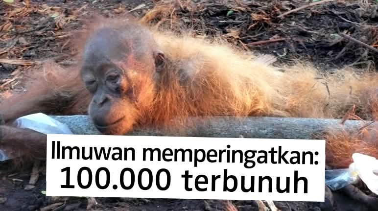 Orang utan meninggal di perkebunan sawit Orang utan mati dan terikat
