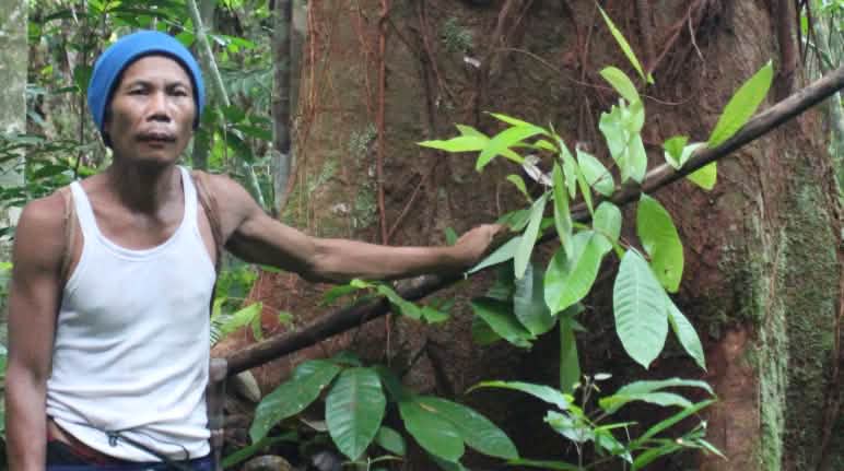 Selamatkan hutan Kinipan, selamatkan hutan pegunungan Borneo! Masyarakat Kinipan Laman