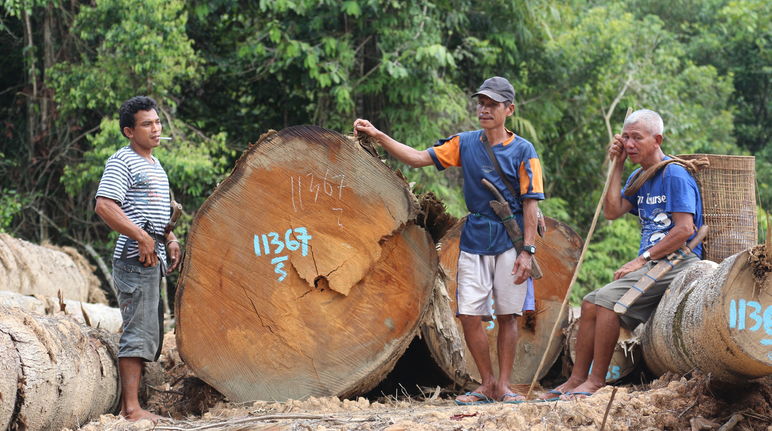 Pohon besar dan masyarakat Dayak Tomun