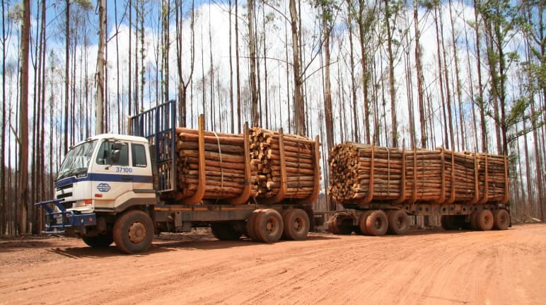 Panen kayu di perkebunan eukaliptus yang hangus terbakar di Swaziland - Afrika