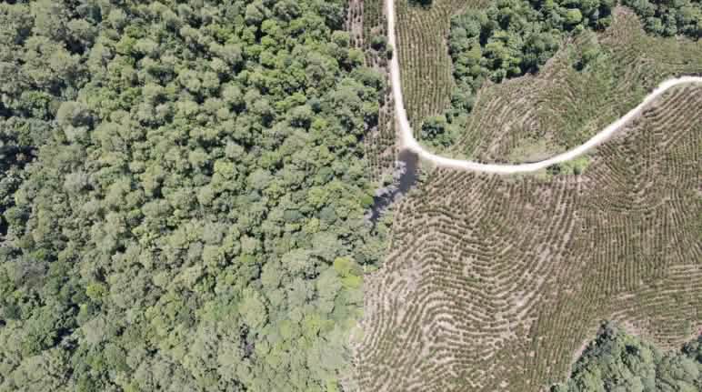 Hutan Tanaman Industri PT Toba Pulp Lestari di wilayah adat Sihaporas mengelam hutan rimba serta daerah aliran sungai yang dulunya hijau dan asri Foto drone hutan rimba gundul