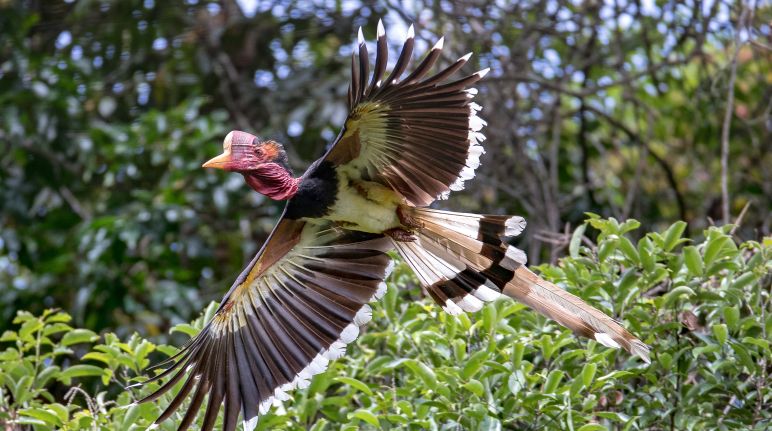 Jika semakin banyak hutan ditebang, burung rangkong gading yang sudah jarang akan punah Burung rangkong gading sedang terbang