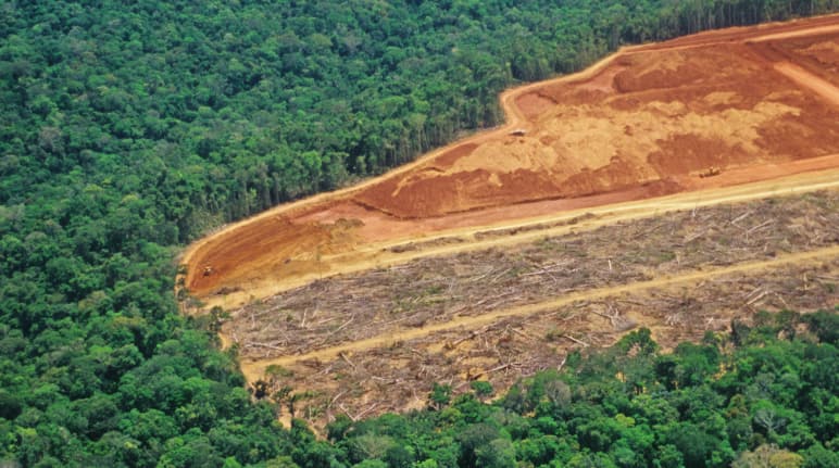 Penebangan hutan di Brazil