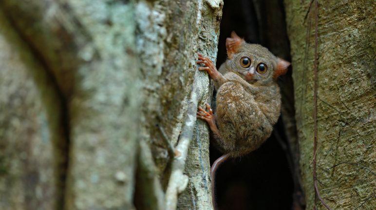 Tarsius Sulawesi Tarsius