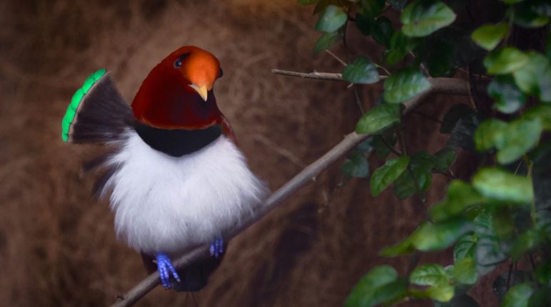 Burung cenderawasih raja Burung cenderawasih raja