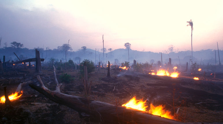Tebas dan bakar hutan di Brasil