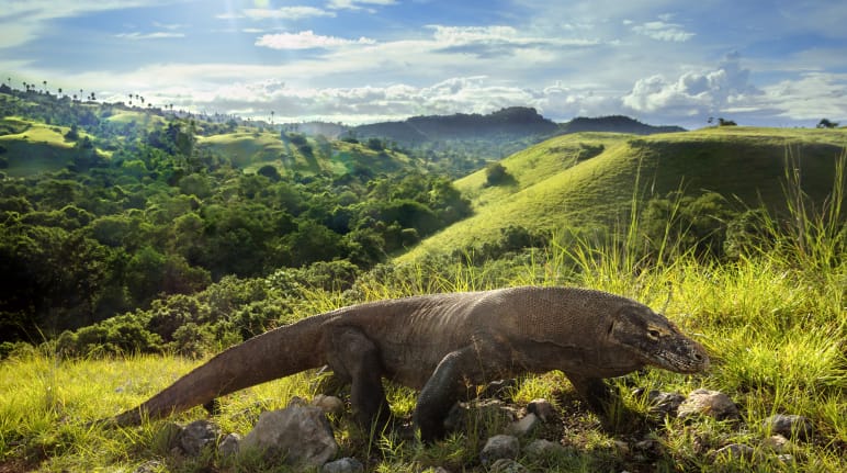 Biawak Komodo di lanskap hijau