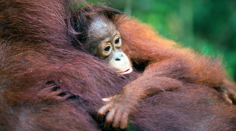 Orang utan bersama anaknya