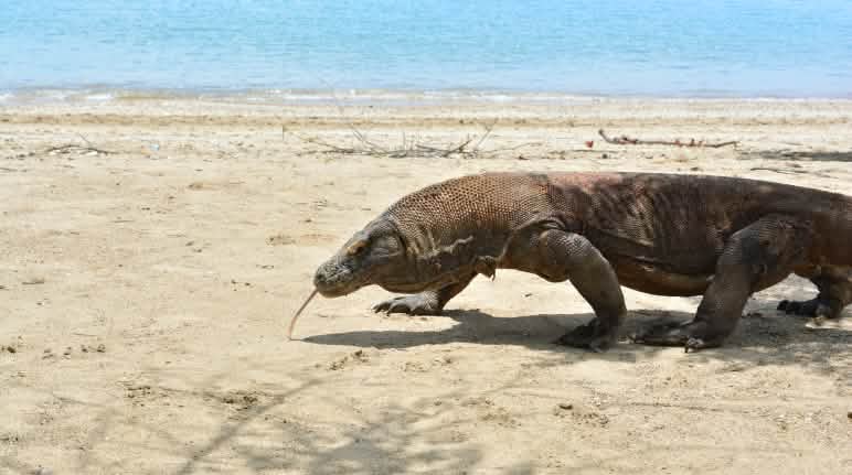 Yang terakhir dari jenisnya – hewan komodo Biawak Komodo jalan di pantai pasir