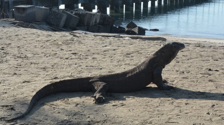 Biawak Komodo didepan dermaga