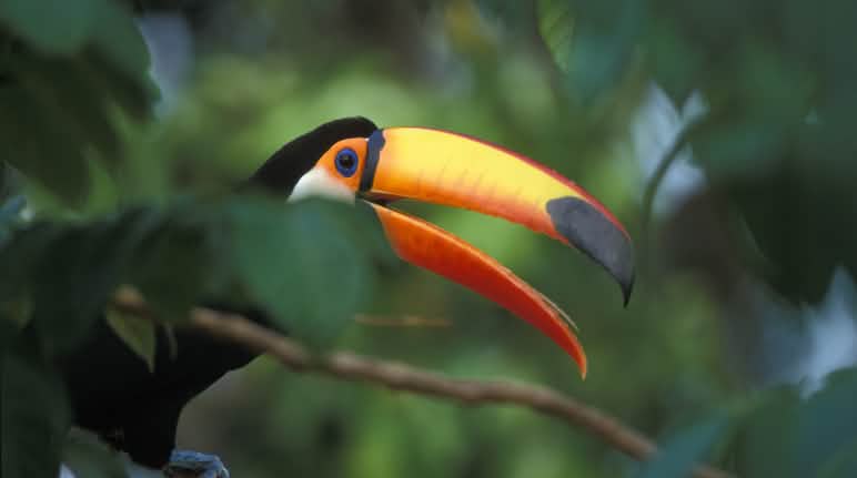 Burung Tukan Burung Tukan