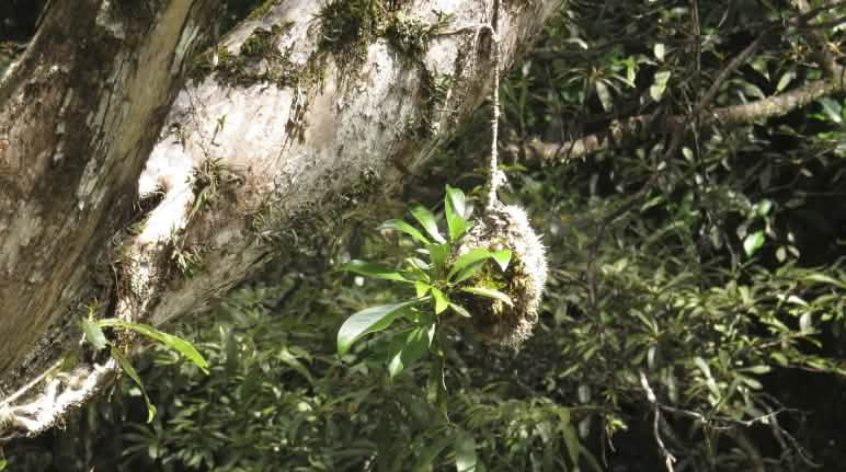 Epifit endemik: Tumbuhan sarang semut (myrmekophyten) Tumbuhan sarang semut (myrmekophyten)