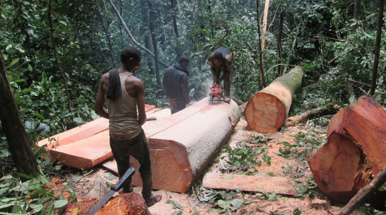 3 penebang memotong pohon yang baru mereka tebang