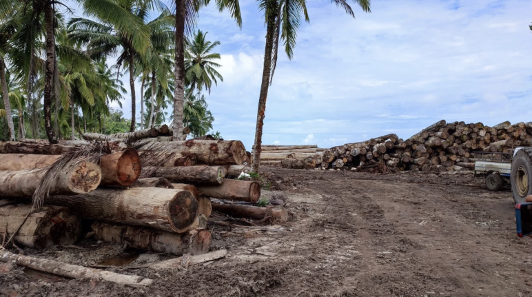 Kayu tropis di bawah pepohonan palem