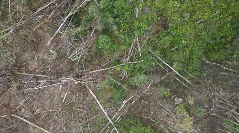 Deforestasi di Luwu Timur untuk pertambangan Nikel oleh PT Vale
