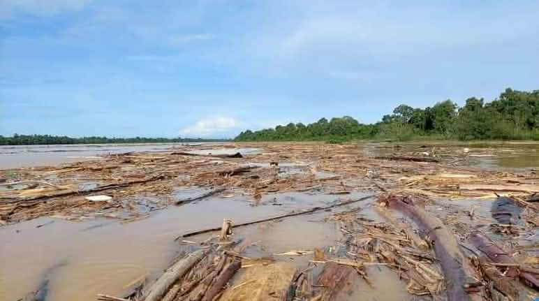 Kayu terapung menghambat sungai Baleh di Sarawak / Malaysia Penebangan menghambat sungai dengan batang-batang pohon
