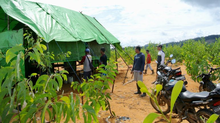 Barak pekerja perkebunan di tanah Dayak Barak pekerja kebun ilegal