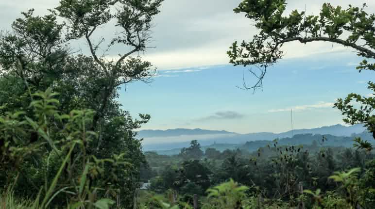 Rumah bagi anoa, babirussa, krabuku: cagar alam Morowali cagar alam Morowali