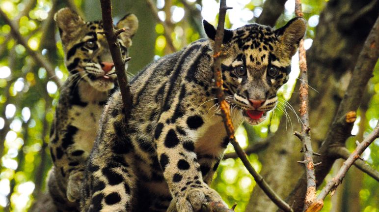 Macan dahan Sunda yang langka hanya hidup di Kalimantan dan Sumatera Macan dahan Sunda di atas pohon