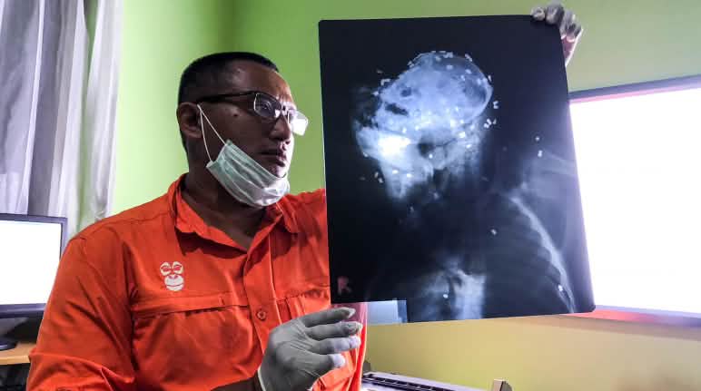 Orang utan mati diterjang 130 peluru senapan angin orang utan yang mati diterjang 130 peluru