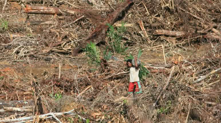 Hutan Sumatera, Kalimantan dan Papua tetap terjaga! Perampasan hutan di pengunungan Tambrauw, Papua Barat