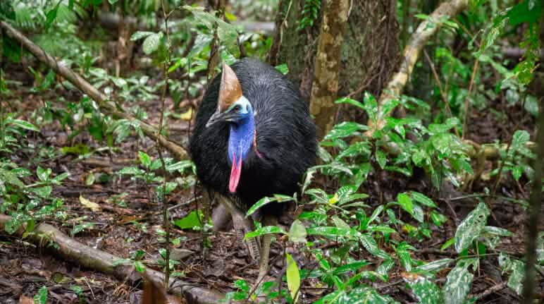 Hewan totem: burung kasuari Burung kasuari di hutan hujan Daintree, Australia